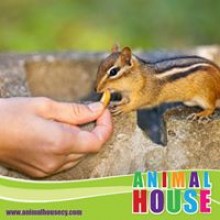 SMALL ANIMAL FOOD8